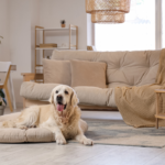 Pet-Friendly Flooring Guide: Avoid These Costly Mistakes Before You Install
